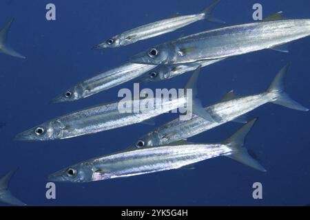 Silberfarbene Fische, großäugige Barrakuda (Sphyraena forsteri), Schwimmen in dichter Formation durch das blaue Wasser, Tauchplatz Toyapakeh, Nusa Ceningan Stockfoto