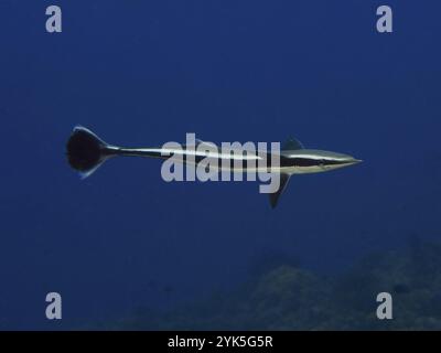 Ein stromlinienförmiger Fisch, lebender Haifischsucker (Echeneis naucrates), allein im tiefblauen Ozean schwimmen, Tauchplatz Twin Reef, Penyapangan, Bali, Indonesien, A Stockfoto