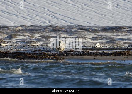 Eisbär (Ursus maritimus), männlich am Strand vor dem Gletscher, Kvitoya, Svalbard und Jan Mayen Archipel, Norwegen, Europa Stockfoto