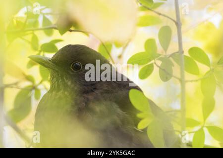 Nahaufnahme einer Amsel (Turdus merula), weiblich, zwischen grünen Blättern im warmen Licht, Hessen, Deutschland, Europa Stockfoto