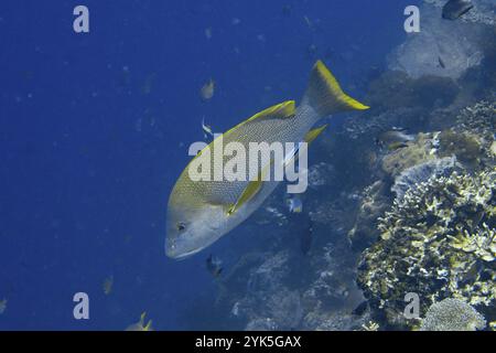 Große gelb-graue Fische, Mangrovenschnapper (Lutjanus rivulatus), gleiten entlang eines Korallenriffs in blauem Wasser, Tauchplatz Coral Garden, Menjangan, Bali, Indo Stockfoto