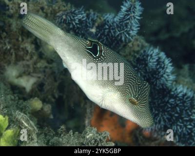 Ein Pufferfisch, Augenfleckenpufferfisch (Canthigaster solandri), schwimmt in der Nähe von Blauen Korallen im Meer und zeigt ein auffälliges Muster und Farben für Camoufla Stockfoto