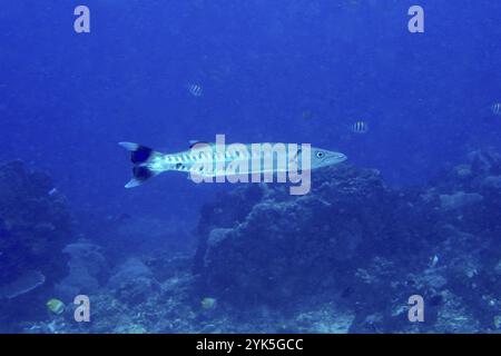 Ein großer Barrakuda (Sphyraena barracuda) schwimmt in der Weite des Ozeans, Tauchplatz PED, Nusa Ceningan, Nusa Penida, Bali, Indonesien, Asien Stockfoto