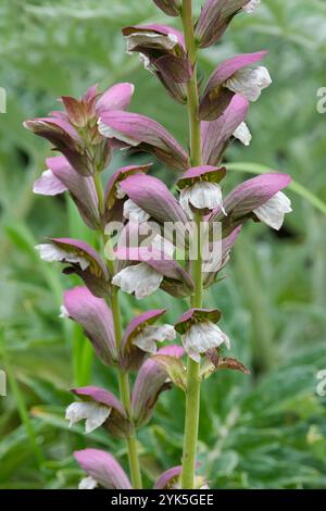 Acanthus mollis, Bärenhose, Seehecht, Bärenfußpflanze, weiße Blütenstacheln mit haubenähnlichen lila Deckblättern, Stockfoto