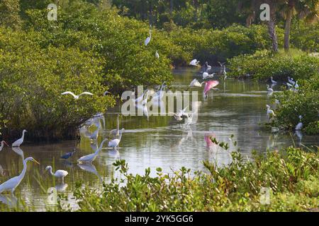 Großer Egretta (Egretta alba), kleiner Egretta thula, großer Blaureiher (Egretta caerulea) und Rosenlöffelschnabel (Ajaja ajaja), an einem Wasserloch, Bla Stockfoto