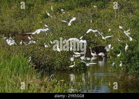 Großer Egretta alba, großer Weißreiher (Egretta thula), Gruppe von Vögeln, die sich in einem grünen Teich mit üppiger Vegetation sammeln, Black Point Wildlife Dri Stockfoto