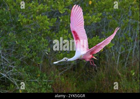 Rosenlöffelschnabel (Ajaja ajaja), der über einen grünen Sumpf fliegt, Flügel in lebhafter Bewegung ausgebreitet, Black Point Wildlife Drive, Titusville, Florida, USA, Norden Stockfoto