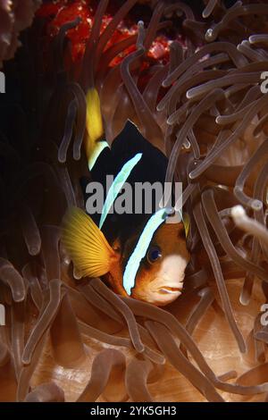 Ein Clownfisch, Clark's Anemonish (Amphiprion clarkii), versteckt sich in den Tentakeln einer Meeresanemone, Tauchplatz Toyapakeh, Nusa Ceningan, Nusa Penida, Bali Stockfoto