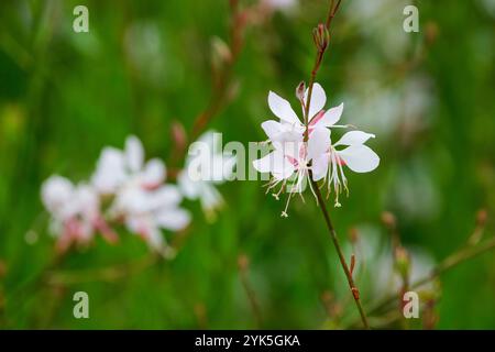 Oenothera lindheimeri Wirbel Schmetterlinge, gaura Wirbel Schmetterlinge, Gaura lindheimeri Wirbel Schmetterlinge, Türme aus weißen Blüten, lange weiße Stange Stockfoto