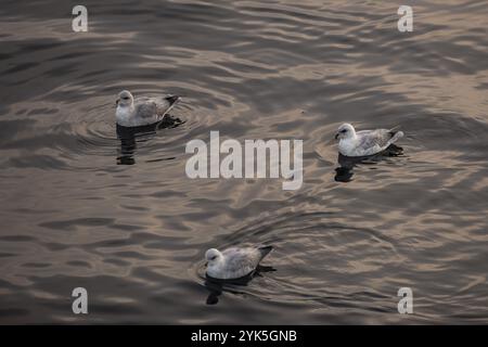 Nördliche Fulmars (Fulmaris glazialis) schwimmen auf dem Meer, Barentssee, Nordosten Islands, Svalbard und Jan Mayen Archipel, Norwegen, Europa Stockfoto