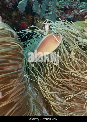Ein einzelner rosafarbener Fisch, Kragen-Anemonenfisch (Amphiprion perideraion), schwimmt zwischen dichten Meeresanemonen im Riff, Tauchplatz Coral Garden, Men Stockfoto