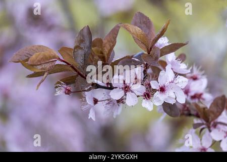 Blühender Zweig einer Blutpflaume (Prunus cerasifera Nigra), Deutschland, Europa Stockfoto