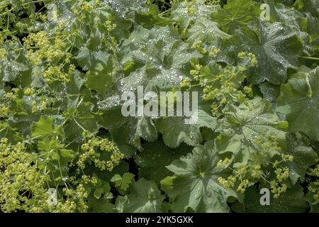 Damenmantel (Alchemilla mollis) mit Regentropfen, Nordrhein-Westfalen, Deutschland, Europa Stockfoto