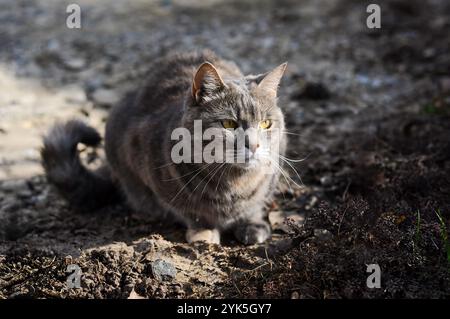 Nahaufnahme einer grauen Tabbykatze im Freien mit gelben Augen. Stockfoto