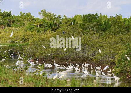 Großer Egretta alba, großer Weißreiher (Egretta thula), Gruppe von Vögeln, die sich in einem grünen Teich mit üppiger Vegetation und blauem Himmel versammeln, Black Point Stockfoto