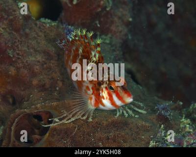 Nahaufnahme von Zwergfalken (Cirrhitichthys falco) mit filigranem Aussehen, Tauchplatz Spice Reef, Penyapangan, Bali, Indonesien, Asien Stockfoto