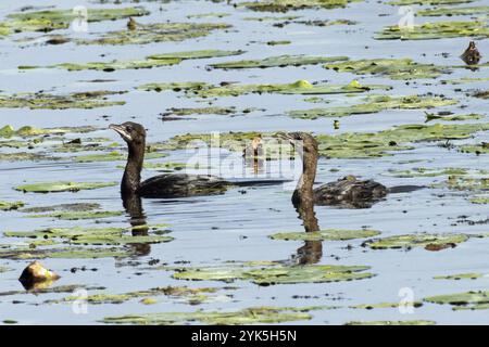 Pygmy Cormorant zwei Vögel schwimmen nebeneinander im Wasser und sehen Stockfoto