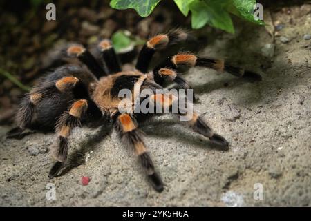 Tarantula spider Close-up. Spider (Brachypelma smithi) Stockfoto