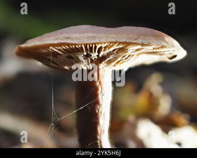 Pilz Lactarius rufus (Lactarius rufus, unscharfer Hintergrund, Nordrhein-Westfalen, Deutschland, Europa Stockfoto