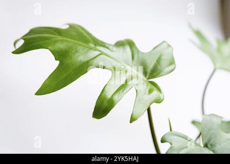 Philodendron Mayo im Inneren des Hauses. In einen Topf geschnitzte Blätter einer Zimmerpflanze. Pflege und Kultivierung tropischer Pflanzen, Grünhaus Stockfoto