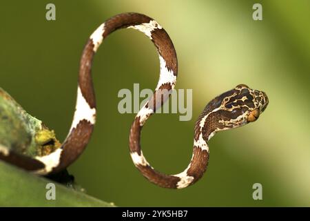 Blunthead Tree Snake, Imantodes Cenchoa, Regenwald, Napo River Basin, Amazonien, Ecuador, Amerika, Südamerika Stockfoto