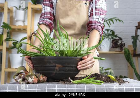 Die Hände einer Frau in einer Schürze Potting, Transplantation und Reproduktion ist die Trennung der Kinder der Aloe Vera Pflanze. Sukkulent auf dem Tisch Stockfoto