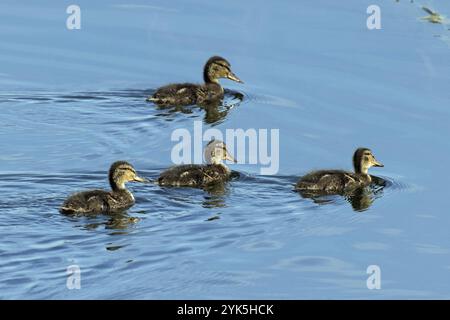 Stockenten vier junge Vögel schwimmen im Wasser auf der rechten Seite Stockfoto