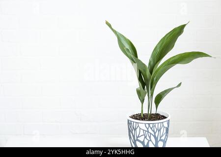 Ein neuer Spross von Aspidistra-Nahaufnahme. Eine Zimmerpflanze mit steifen Blättern, die aus dem Boden wächst Stockfoto