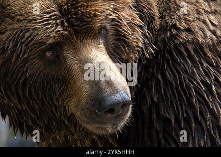 Vorderansicht des Braunbären. Portrait von Kamtschatka Bär (Ursus arctos) beringianus Stockfoto