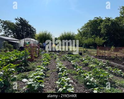 Coy Poitier, Executive Director des FAWC Conservatory of Arts and Sciences, verwaltet eine 1 Hektar große städtische Farm, die als Bildungszentrum in der Nähe von Dallas genutzt wird. Coy arbeitet eng mit Stefen Tucker, Urban County Executive Director, und der USDA Farm Service Agency zusammen, um mehr über die Vorteile und Möglichkeiten zu erfahren, die das Department bietet. Coy ist derzeit Mitglied des FSA Urban County Committee in Dallas. 7/2023 USDA Foto von Joshua Coleman Stockfoto