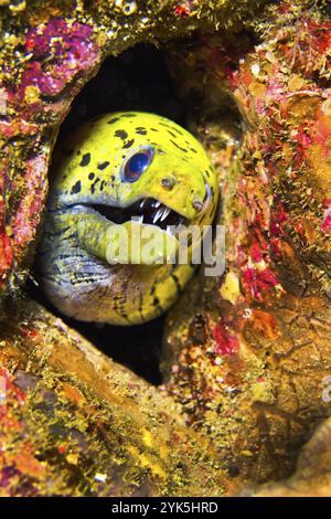 Spotface Moray, Gymnothorax fimbriatus, Lembeh, Nord-Sulawesi, Indonesien, Asien Stockfoto