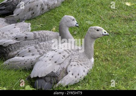 Cape Barren Gänse- oder Cereopsis novaehollandiae sitzen auf Gras Stockfoto