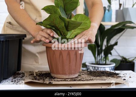 Transplantation einer Heimpflanze Ficus lyrata in einen neuen Topf. Eine Frau pflanzt in einem neuen Boden. Pflege und Reproduktion einer Topfpflanze, Hände aus der Nähe Stockfoto