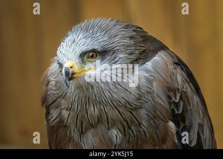 Porträt (Milvus migrans) ist ein mittelgroßer Raubvogel aus der Familie Accipitridae Stockfoto