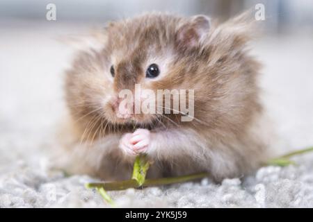 Lustiger, flauschiger syrischer Hamster isst einen grünen Kleeblatt, stopft seine Wangen. Futter für ein Nagetier, Vitamine. Nahaufnahme Stockfoto