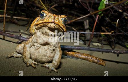 Rohrkröte, Neotropische Riesenkröte, Meereskröte, Rhinella Marina, Marino Ballena Nationalpark, Uvita de Osa, Puntarenas, Costa Rica, Amerika, Zentral Stockfoto