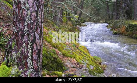 Eresma River, Scot Pine Forest, Sierra de Guadarrama National Park, Segovia, Kastilien und Leon, Spanien, Europa Stockfoto