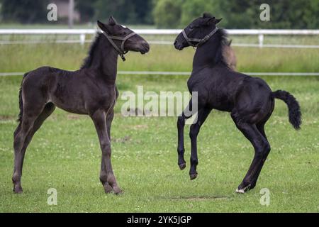 Fohlen spielen auf der Weide. Schwarzes kladrubisches Pferd Stockfoto