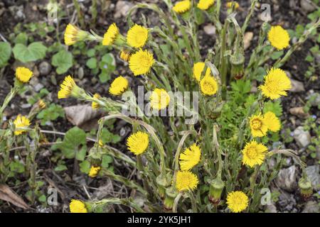 Im Kräutergarten blüht der Kolodenfuß (Tussilago fara) Stockfoto