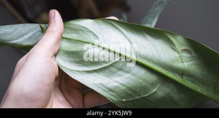 Hinterlässt Heimpflanzen, die von einer Spinnenmilbe befallen sind, kleine Insekten, Probleme beim Anbau von Hauspflanzen. Pflanzenbehandlung und Schädling und Pilz contro Stockfoto