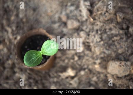 Junge Grünpflanzen sprießen in einem umweltfreundlichen Torfglas auf dem Boden, bevor sie auf dem Gartenbeet bepflanzt werden. Natürliche Sämlinge Kürbis, Kürbis, Gurke, neue lif Stockfoto