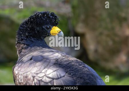 Porträt des schwarzen Curassow (Crax Alector) Stockfoto