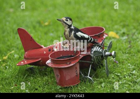 Männlicher, gefleckter Spechte, der auf dem Flugzeug im grünen Gras sitzt und nach links blickt Stockfoto