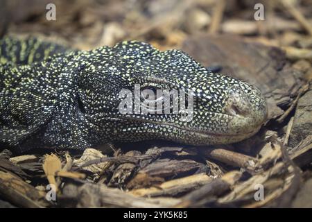 Der Krokodilmonitor Varanus salvadorii. Auch bekannt als Papuan-Monitor Stockfoto