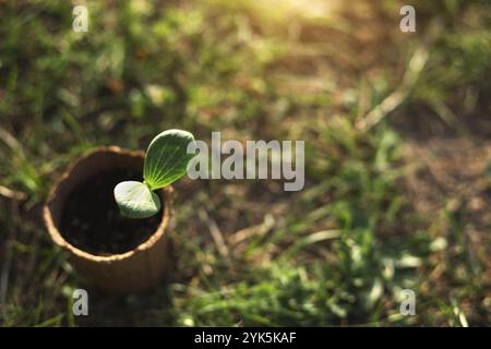 Junge Grünpflanzen sprießen in einem umweltfreundlichen Torfglas auf dem Boden, bevor sie auf dem Gartenbeet bepflanzt werden. Natürliche Sämlinge Kürbis, Kürbis, Gurke, neue lif Stockfoto