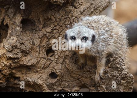 Das kleine kleine Erdmännchen sitzt auf einem Holzstumpf Stockfoto