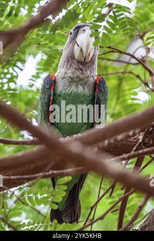 Kappapagei (Poicepals robustus) exotischer Vogel, der auf dem Baum sitzt Stockfoto