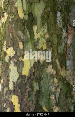 Platanus acerifolia. Oberfläche der Platane. Hintergrund der Rindenstruktur Stockfoto