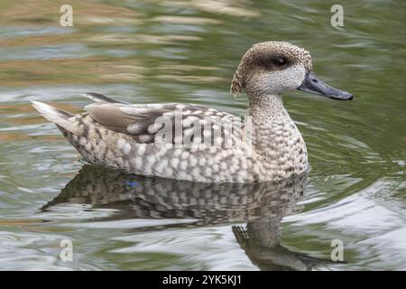 Marmorierte Ente oder Marmoriertes Teal, Marmaronetta angustirostris, schwimmen auf einem See Stockfoto