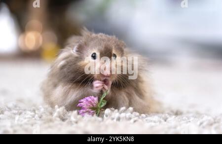 Lustiger, flauschiger syrischer Hamster isst einen grünen Kleeblatt, stopft seine Wangen. Futter für ein Nagetier, Vitamine. Nahaufnahme Stockfoto